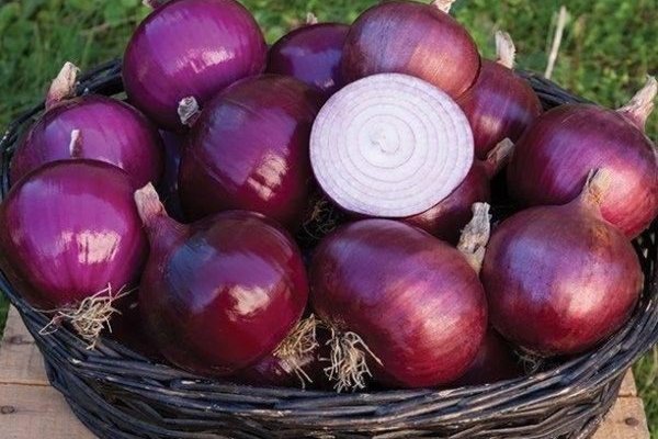 Krmp.cc onion  правильный сайт
